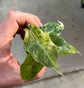 Alocasia Pink Dragon Nairobi Nights Variegata