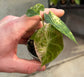 Alocasia Pink Dragon Nairobi Nights Variegata