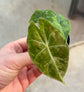 Alocasia Pink Dragon Nairobi Nights Variegata