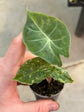 Alocasia Pink Dragon Nairobi Nights Variegata