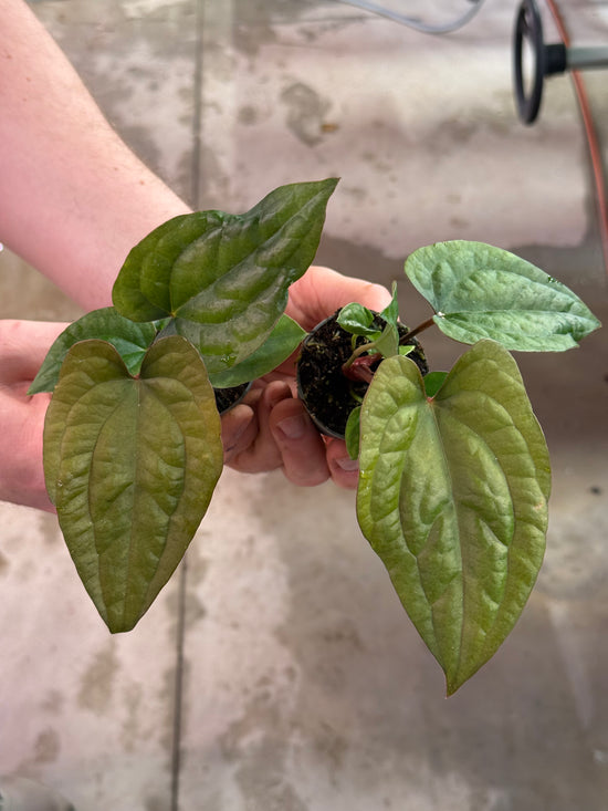 Anthurium Luxurians x Dressleri