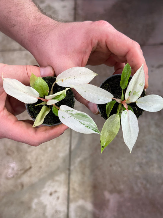 Philodendron Snowdrift Variegata
