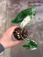 Alocasia Zebrina Albo Variegata ( High Variegata)