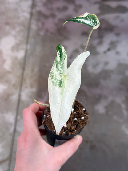 Alocasia Zebrina Albo Variegata ( High Variegata)