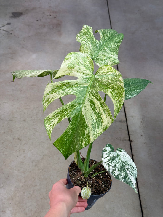 Monstera Mint L