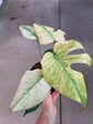 Monstera Mint L