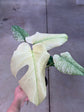 Monstera Mint L
