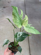 Monstera Mint L