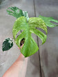 Monstera Mint L