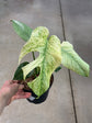 Monstera Mint L