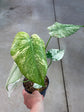 Monstera Mint L