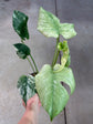 Monstera Mint L