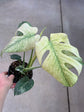 Monstera Mint L