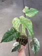Monstera Mint L
