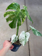 Monstera Mint L