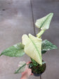 Monstera Mint L