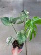 Monstera Mint L