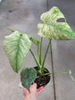 Monstera Mint L