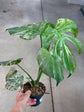 Monstera Mint L