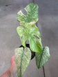 Monstera Mint L