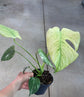 Monstera Mint L