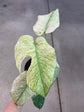 Monstera Mint L