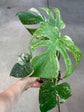 Monstera Mint L