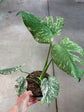 Monstera Mint L