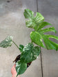 Monstera Mint L