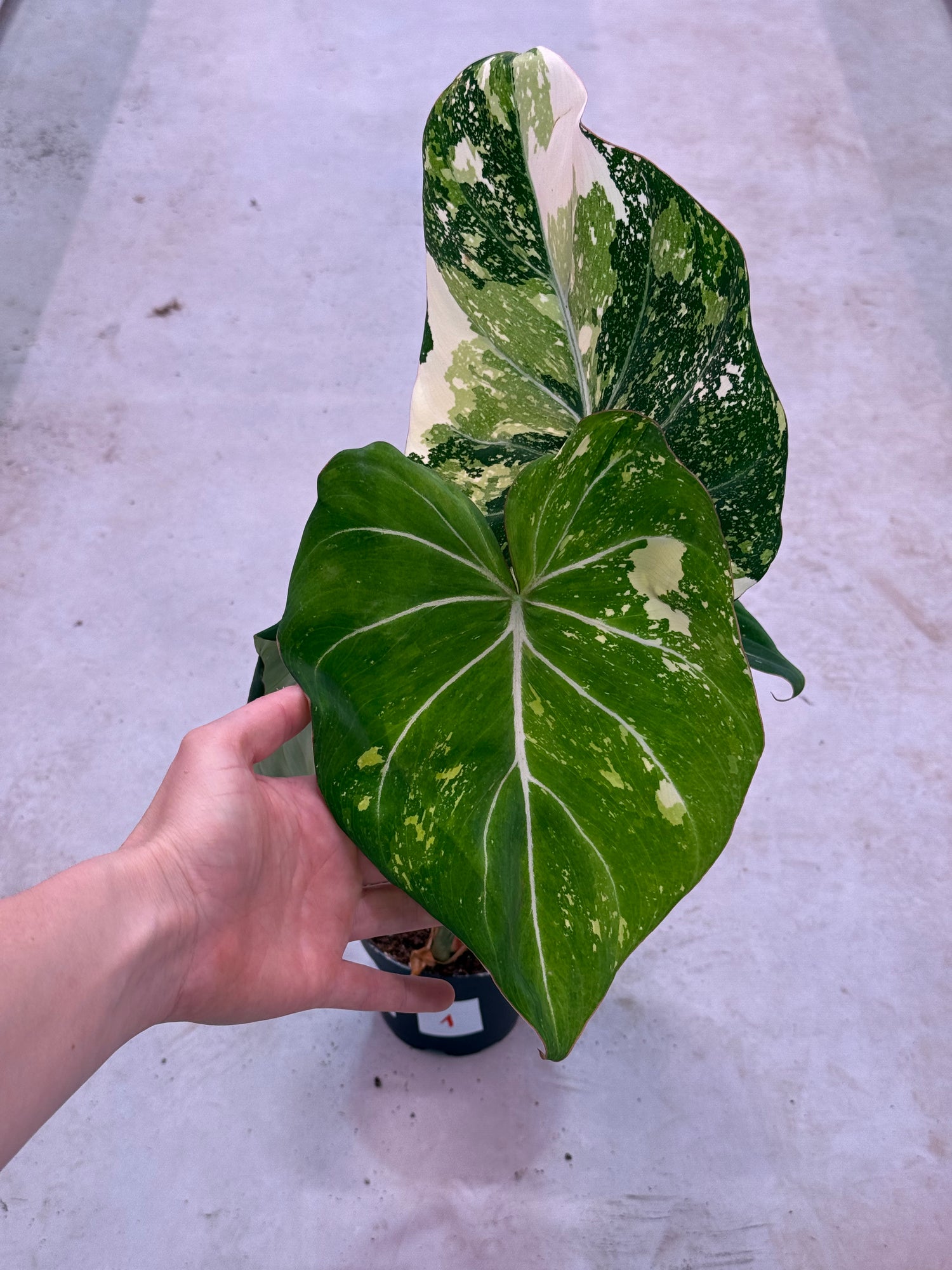 tricolor philodendron Philodendron Gloriosum Variegata "Tricolor" Large – Harmony Plants