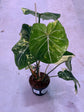 Philodendron Gloriosum Variegata "Tricolour" Large