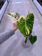Philodendron Gloriosum Variegata "Tricolour" Large