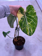 Philodendron Gloriosum Variegata "Tricolour" Large