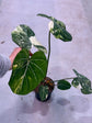 Philodendron Gloriosum Variegata "Tricolour" Large