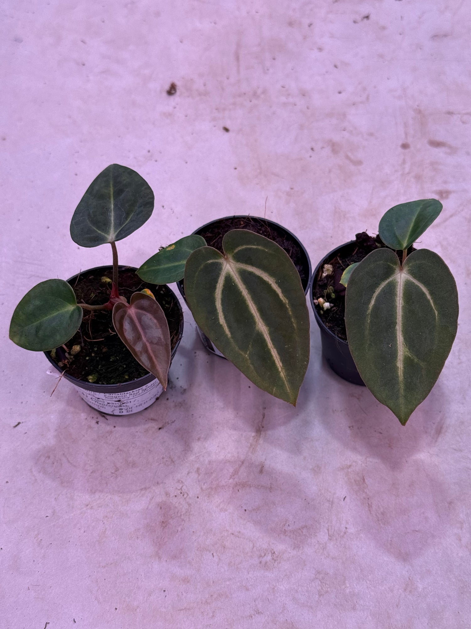 anthurium red spider Anthurium Carlablackiae RA8 x Red Spider – Harmony Plants