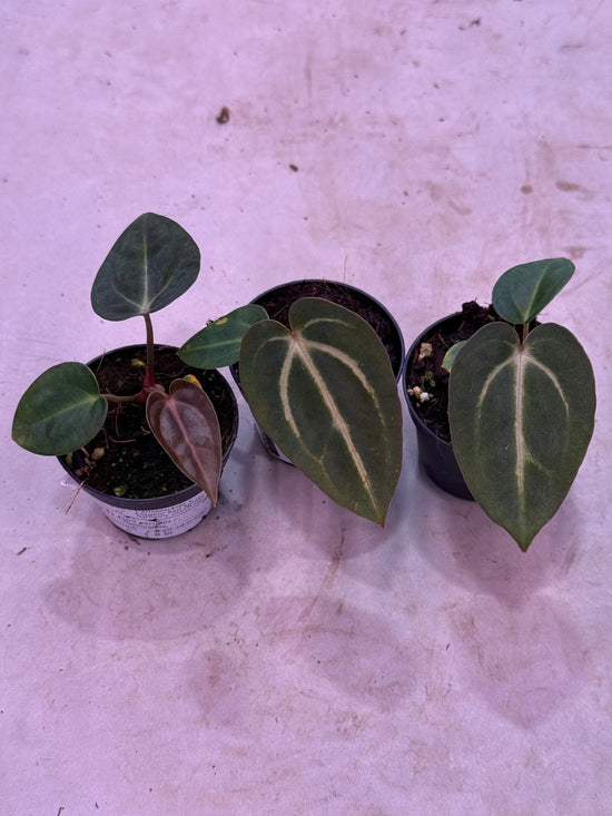 Anthurium Carlablackiae RA8 x Red Spider