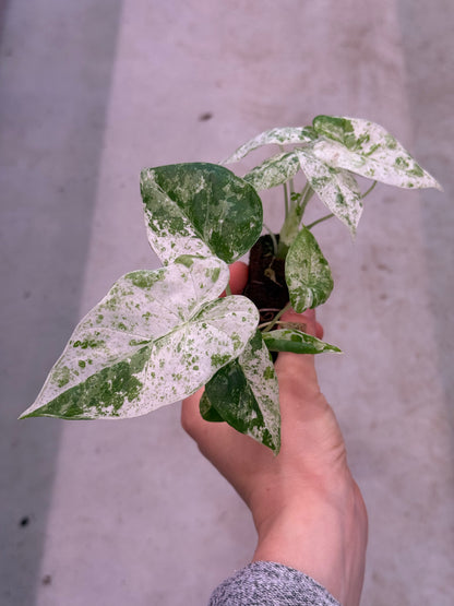 Alocasia Macrorrhiza Splash