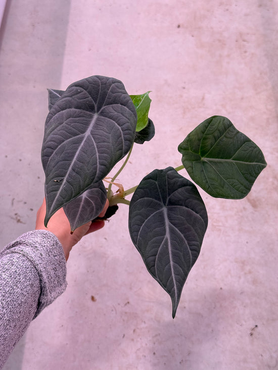 Alocasia Maharani Plug