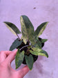 Alocasia Lauterbachiana Variegata