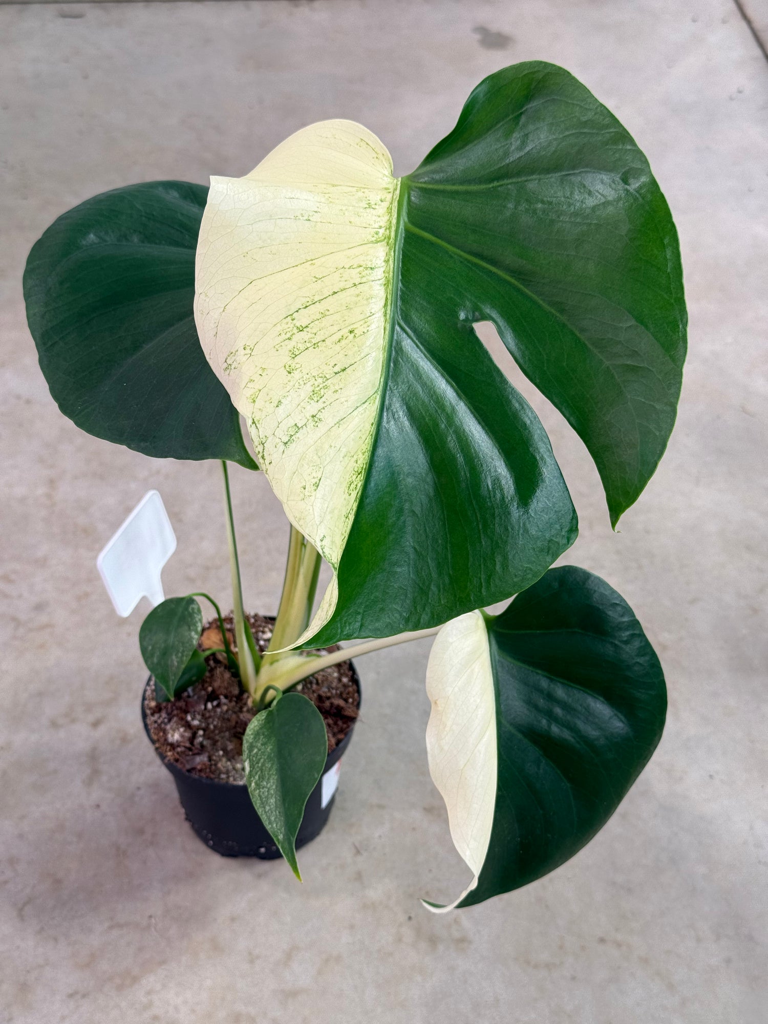 monstera white monster Monstera Deliciosa 'White Monster' mutation – Harmony Plants