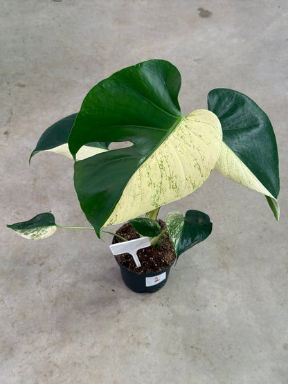 Monstera Deliciosa &