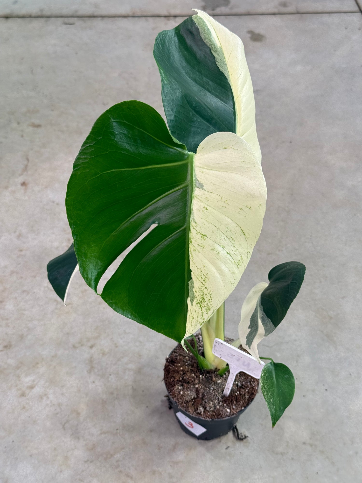 hvit monstera deliciosa Monstera Deliciosa 'White Monster' mutation – Harmony Plants