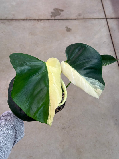 Monstera Deliciosa &