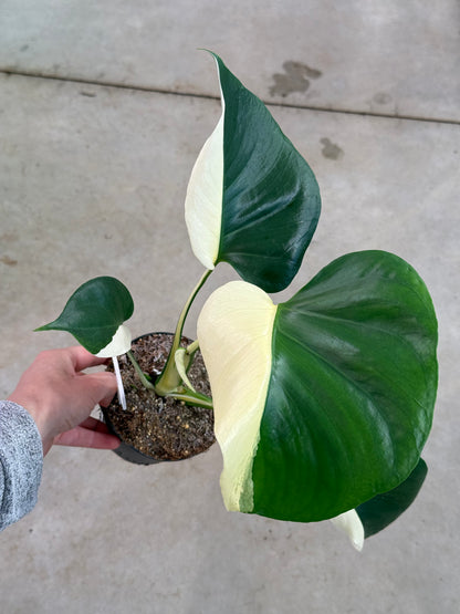 Monstera Deliciosa &