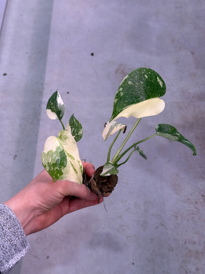 Monstera Thai Constellation