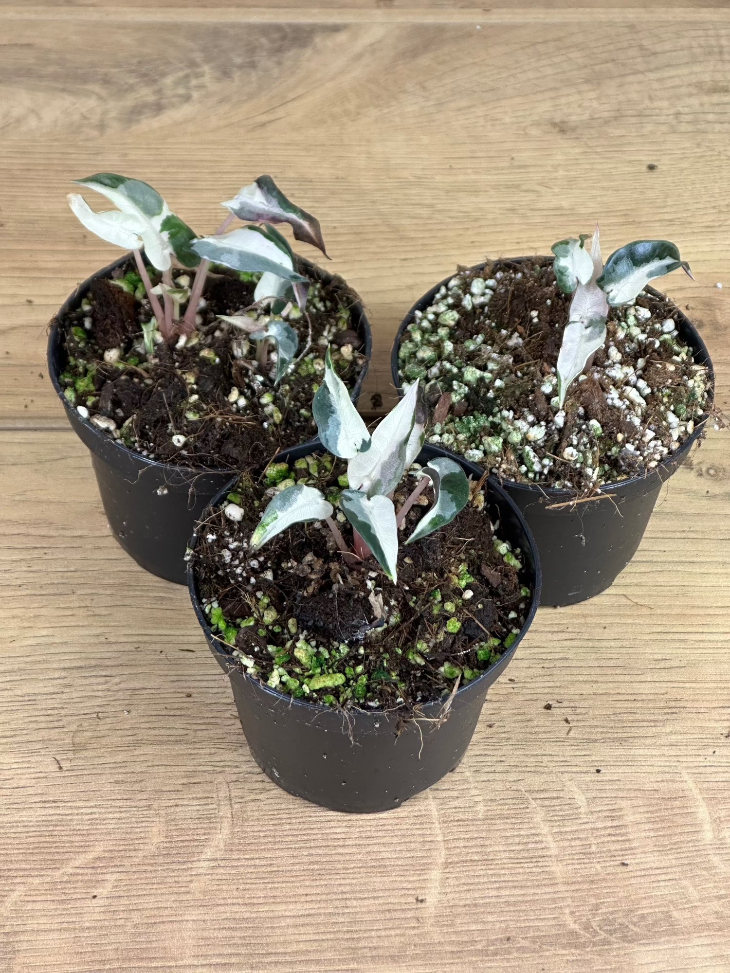 Alocasia Bambino Variegata