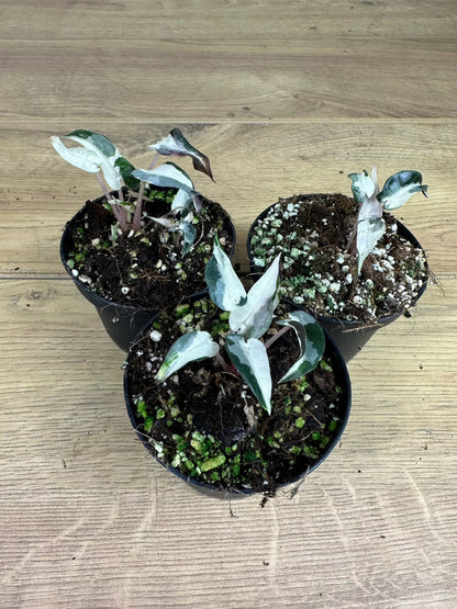 Alocasia Bambino Variegata