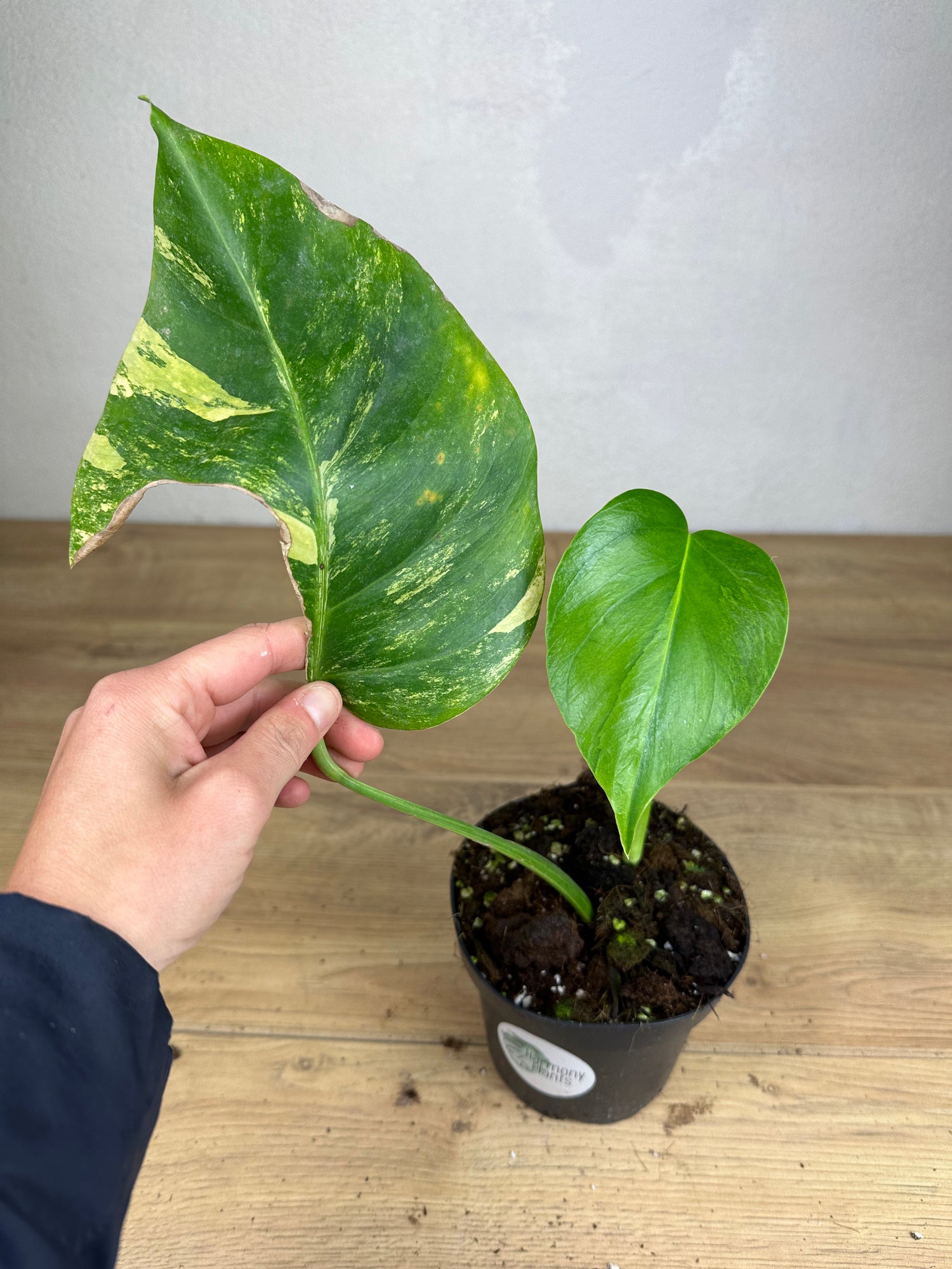 Monstera Aurea Variegata