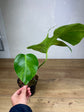 Monstera Aurea Variegata