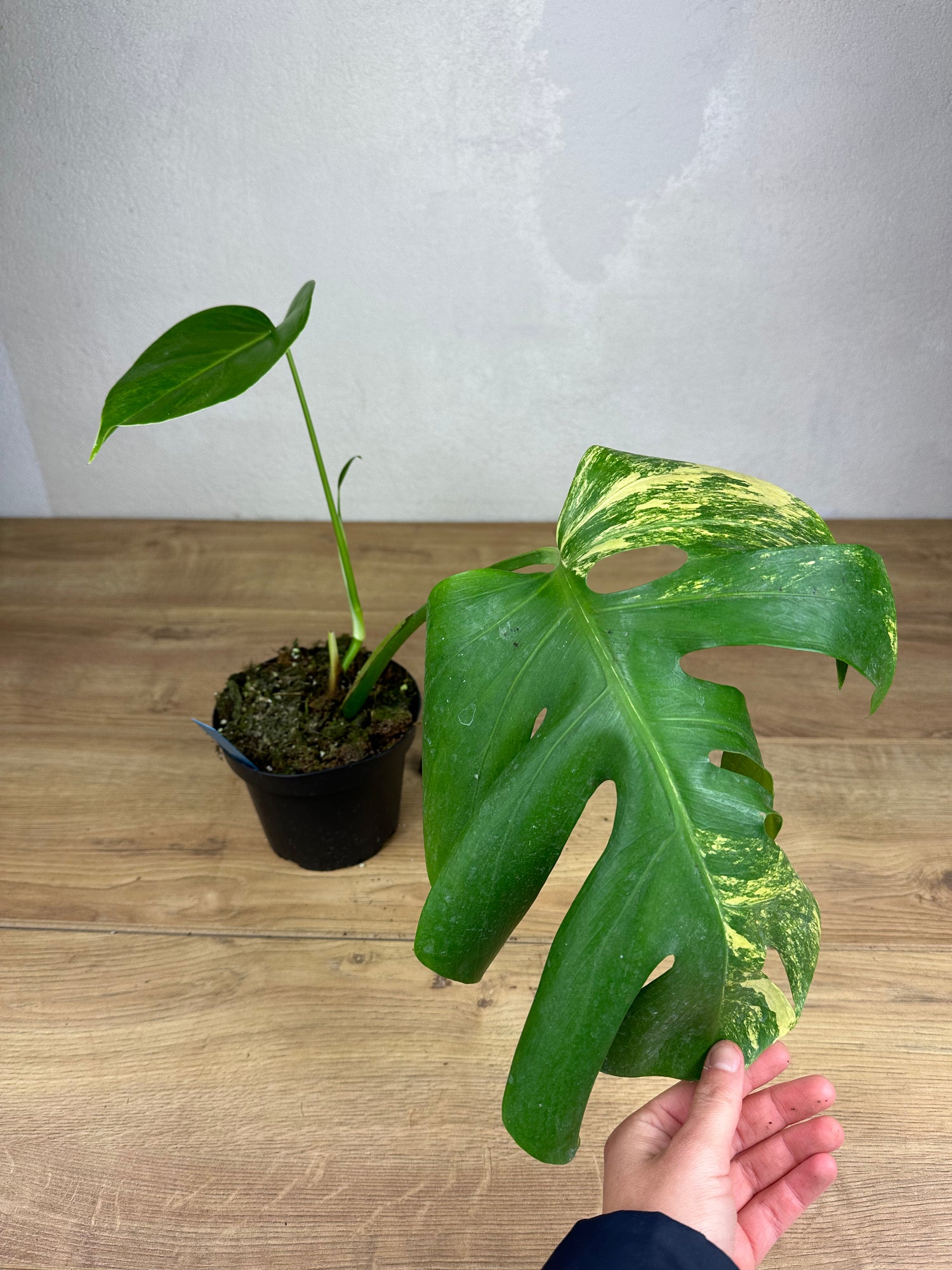 Monstera Aurea Variegata